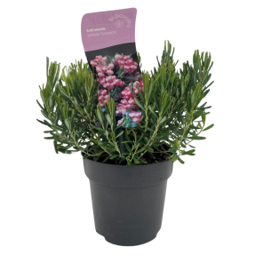 Lavendelheide (2).png