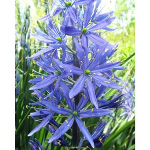 leichtlinii Caerulea.jpg