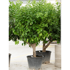 lemon vertakt xxl.png