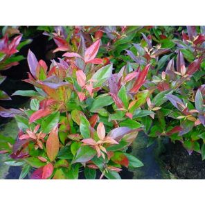 Leucothoe Zeblid.jpg