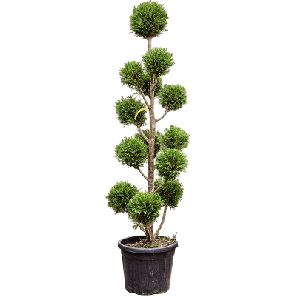 leylandii l.png