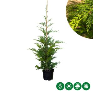 leylandii.jpeg