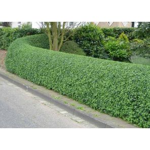ligustrum-ovalifolium-haag_fc2f08.jpg