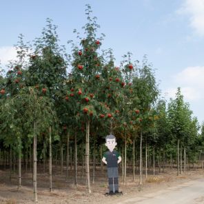 lijsterbes volgroeid.jpeg