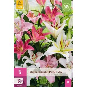 Lilium Oriental Pastel Mix.jpg