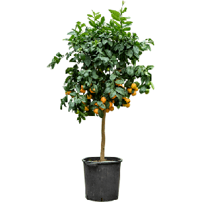 lime rossa.png