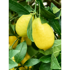 limequat sfeer.png