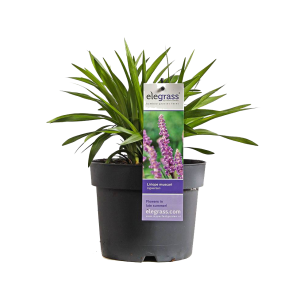 liriope-muscari-ingwersen.png