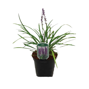 liriope-muscari-lilac-wonder.png