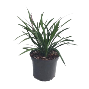 liriope-muscari-moneymaker-5-15.png