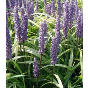 liriope-muscari-sfeer_1bed23.jpg