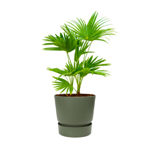 livistona-rotundifolia-waaierpalm-in-elho-greenvil_0dff32_1.png