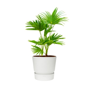 livistona-rotundifolia-waaierpalm-in-elho-greenvil_afc7ee.png
