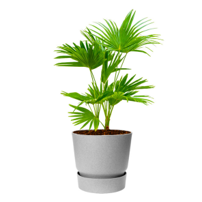 livistona-rotundifolia-waaierpalm-in-elho-greenvil_b95eac.png