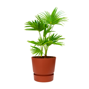 livistona-rotundifolia-waaierpalm-in-elho-greenvil_bb7045.png