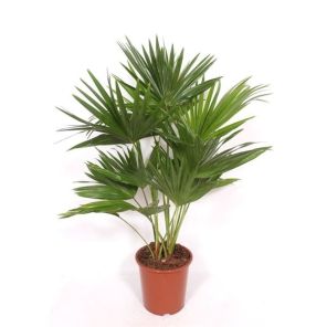 Livistona chinensis 130 cm.jpg