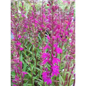 Lobelia Tania.jpg
