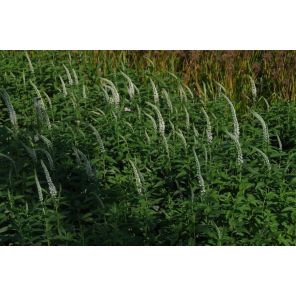 longif. Schneeriesin.jpg