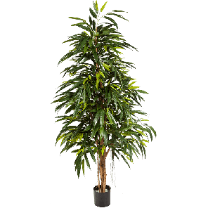 Longifolia Royal Natural PNG.png