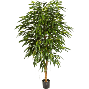 Longifolia Royal Tree PNG.png