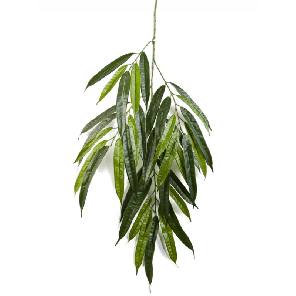 Longifolia Spray PNG.png