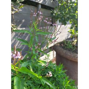 longifolia.jpg