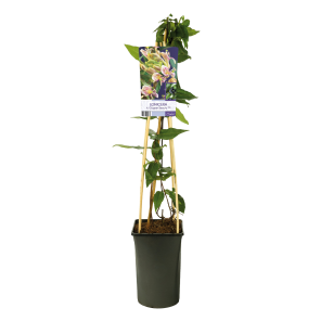 Lonicera-henryi-Copper-Beauty.png