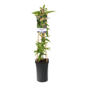 Lonicera-henryi.png
