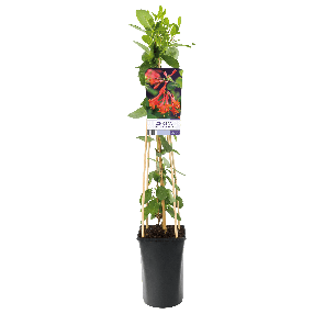 Lonicera 'Dropmore Scarlet'1-2.png