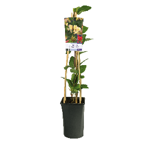 Lonicera periclymenum 'Belgica'1-2.png