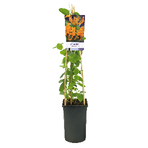 Lonicera Tellmanniana1-2.png
