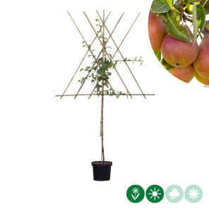 louise leiboom m.jpg