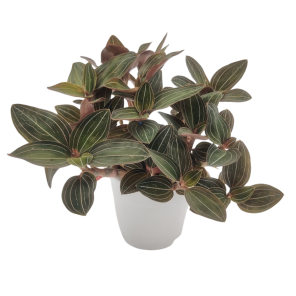Ludisia discolor (2).png
