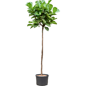 lyrata op stam hydro xxxxxl_1.png
