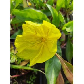 macrocarpa sfeer.jpg