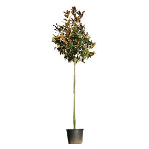 magnolia-grandiflora_8184e3.jpg