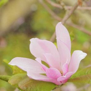 magnolia-leonard-messel-close_6c47f1.jpg