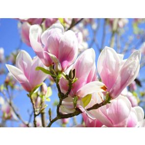 magnolia-soulangeana-sfeer_f8617d.jpg