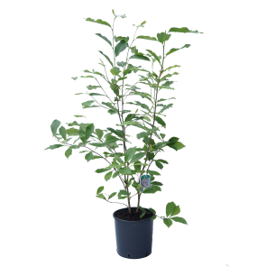 Magnolia-soulangeana.png