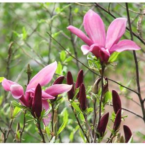 magnolia-susan-close_af9b0c.jpg