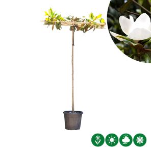 magnolia dak.jpg