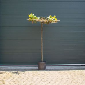 magnolia grandiflora dakvorm.jpeg