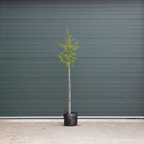 magnolia stellata.jpeg