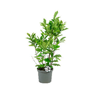 Magnolia 'Susan' S1(2).png