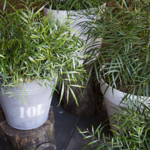 Mahonia Soft Caress.png