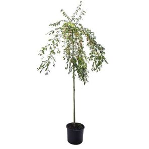 malus-red-jade_87383c.jpg