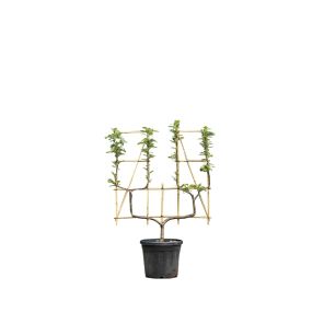 malus domestica elstar U-vorm.jpeg