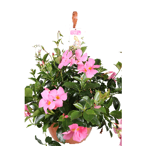 mandevilla hanger Roze.png