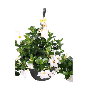 mandevilla hanger wit.png