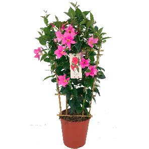 mandevilla roze.png
